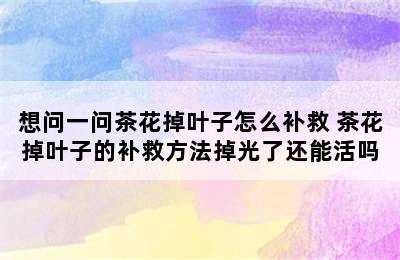 想问一问茶花掉叶子怎么补救 茶花掉叶子的补救方法掉光了还能活吗